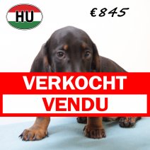 Teckel 020425 M (HU3242) 300725 verkocht - vendu.jpg