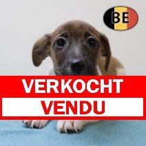Jack Russell 25062025 F (BE6941) 20082025 verkocht - vendu.jpg