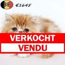 Exotic Longhair 010525 F(BE6979) 250725 verkocht - vendu.jpg