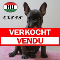 Franse Bulldog 140425 F (HU3285) 300725 verkocht - vendu.jpg
