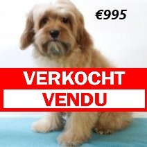 Cavapoo 010225 M(HU1176) 070625 verkocht - vendu.jpg