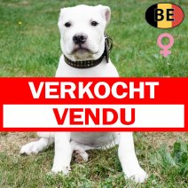 Boerboel 150525 F(BE6801) 230825 verkocht - vendu.jpg