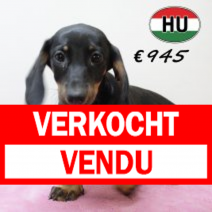 Teckel 020425 V (HU3243) 300725.verkocht.png