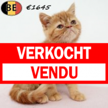 Exotic Shorthair 010525 F(BE6984) 250725.verkocht.png