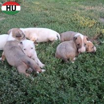 Bull Terrier pups (HU) beschikbaar 27.10.2025 (2).jpg