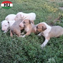 Bull Terrier pups (HU) beschikbaar 27.10.2025 (1).jpg