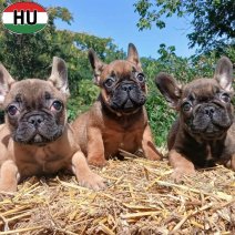 Franse Bulldog pups (HU) beschikbaar 27.09.2025 (2).jpg