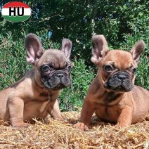 Franse Bulldog pups (HU) beschikbaar 27.09.2025 (1).jpg