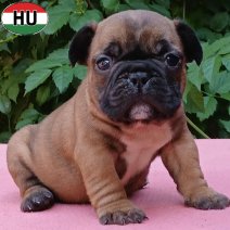 Franse Bulldog pup FCI Stamboom (HU) beschikbaar 25.10.2025 (6).jpg