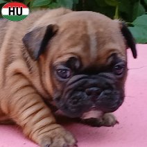 Franse Bulldog pup FCI Stamboom (HU) beschikbaar 25.10.2025 (5).jpg
