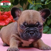Franse Bulldog pup FCI Stamboom (HU) beschikbaar 25.10.2025 (4).jpg