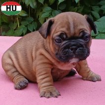 Franse Bulldog pup FCI Stamboom (HU) beschikbaar 25.10.2025 (3).jpg