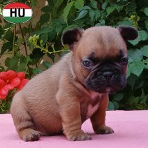 Franse Bulldog pup FCI Stamboom (HU) beschikbaar 25.10.2025 (2).jpg
