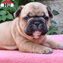 Franse Bulldog pup FCI Stamboom (HU) beschikbaar 25.10.2025 (1).jpg