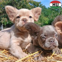 Fluffy FR Bulldog pups (HU) beschikbaar 27.09.2025 (6).jpg