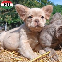 Fluffy FR Bulldog pups (HU) beschikbaar 27.09.2025 (5).jpg
