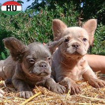 Fluffy FR Bulldog pups (HU) beschikbaar 27.09.2025 (4).jpg