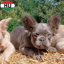Fluffy FR Bulldog pups (HU) beschikbaar 27.09.2025 (3).jpg