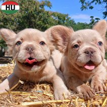 Fluffy FR Bulldog pups (HU) beschikbaar 27.09.2025 (2).jpg
