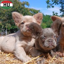 Fluffy FR Bulldog pups (HU) beschikbaar 27.09.2025 (1).jpg