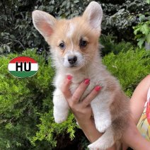 Welsh Corgi pup (HU) beschikbaar 27.09.2025 (2).jpg
