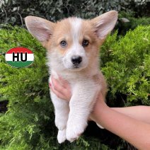 Welsh Corgi pup (HU) beschikbaar 27.09.2025 (1).jpg
