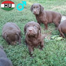 Labrador pups (HU) beschikbaar 17.10.2025.jpg