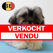 Shih Tzu 020625 M (BE6996) 130825 verkocht - vendu.jpg