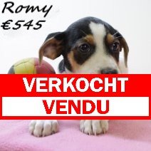 Belgische Fox Romy F 180425 (BE6691) 110625 verkocht - vendu.jpg