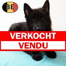 Groenendael 21062025 M (BE6345) 23082025 verkocht - vendu.jpg