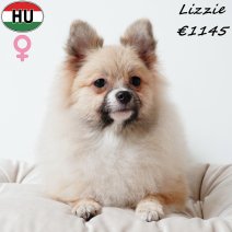 Keesje Lizzie 020325 F(HU1240) 030925.jpg