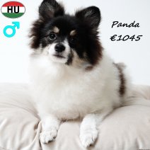 Keesje Panda 020325 M(HU1238) 030925.jpg