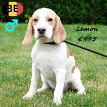 Beagle Lemon 190425 M(BE6595) 030925.jpg
