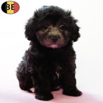 Maltipoo 010725 F(BE9635) 0330925.jpg