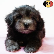 Maltipoo 010725 F(BE9417) 0330925.jpg