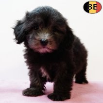 Maltipoo 010725 F(BE9741) 0330925.jpg