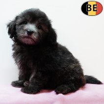 Maltipoo 010725 F(BE1273) 0330925.jpg