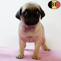Mops 300625 F(BE5114) 030925.jpg