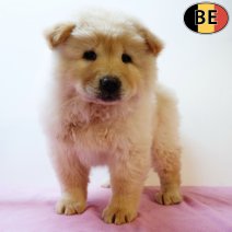 Chow Chow 050725 F(BE2477) 030925.jpg