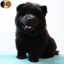 Chow Chow 050725 M(BE4440) 030925.jpg
