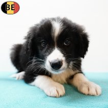 Border Collie 100725 M(BE0754) 030925.jpg