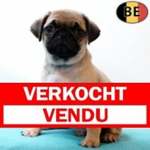 Mops 010725 M(BE4209) 030925 verkocht - vendu