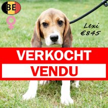 Beagle Lexi  180425 F(BE6741) 030925 verkocht - vendu.jpg