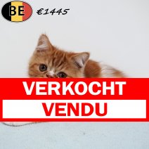 Exotic Shorthair 010525 M(BE6988) 250725 verkocht - vendu.jpg