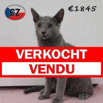 Blauwe rus 030425 F (CZ2427). 120825 verkocht - vendu.jpg