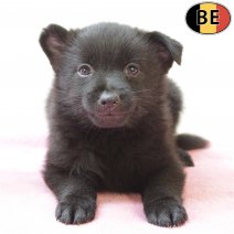 Schipperke 110725 F(BE6560) 050925.jpg