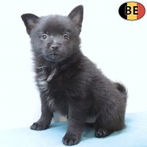 Schipperke 100725 M(BE6597) 050925.jpg