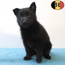 Schipperke 100725 M(BE6755) 050925.jpg