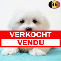 Maltezer 030725 M(BE9743) 0330925.verkocht.png