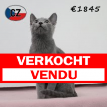 Blauwe rus 030425 F (CZ3077). 120825.verkocht.png